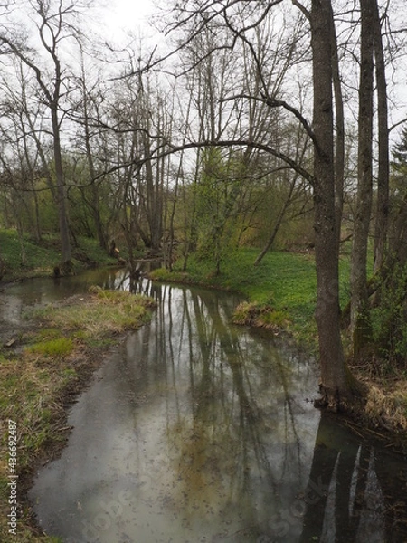Obraz river in the forest