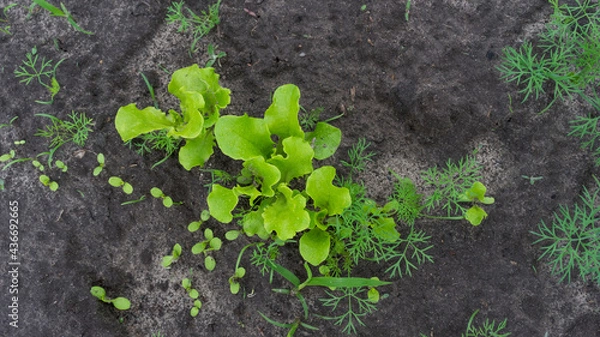 Fototapeta Green lettuce growing in soil
