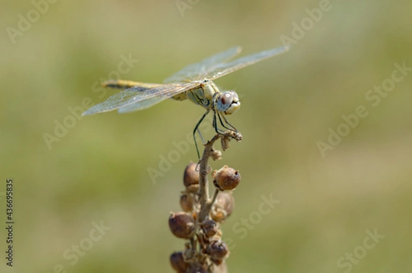 Fototapeta dragonfly on a branch