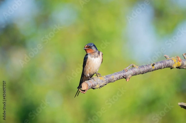 Fototapeta Swallow on a a branch