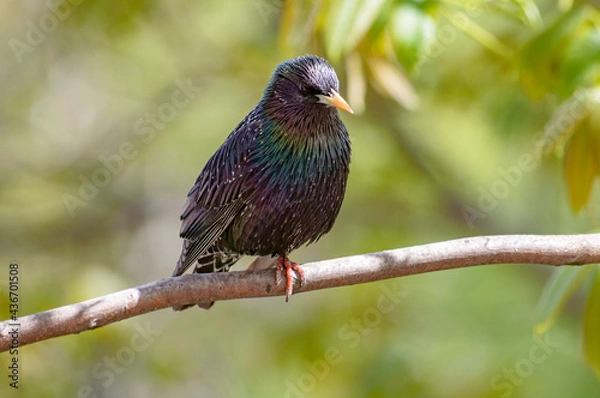 Fototapeta starling on branch