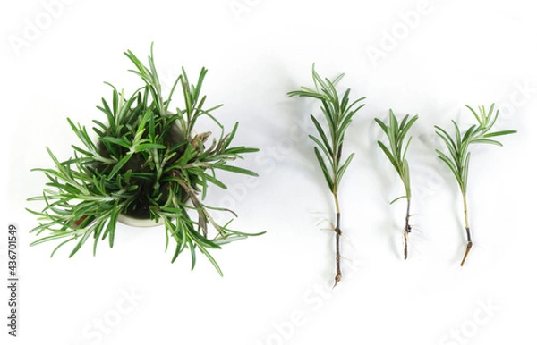 Fototapeta Propagation of rosemary by cuttings. Rosemary cuttings, ready to plant, with roots on a white background. View from above.