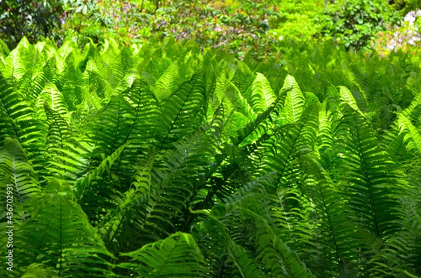 Fototapeta Farn