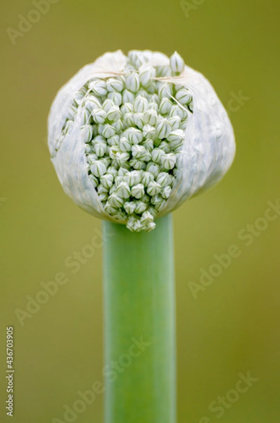 Fototapeta Onion flower close aup