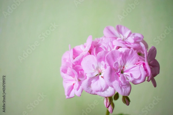 Fototapeta Beautiful Pink Geranium Flower