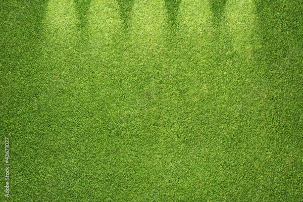 Obraz Green grass texture and background