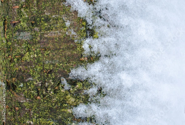 Fototapeta Tree Trunk Partially Covered With Snow