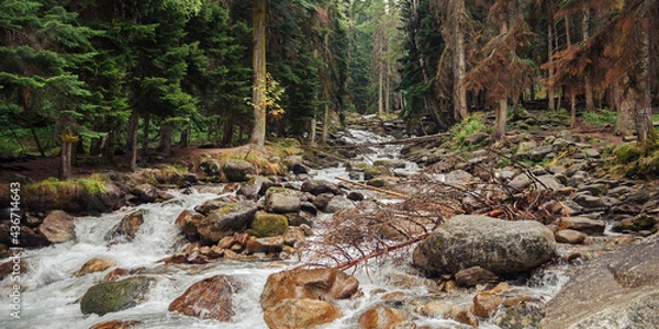 Obraz the river in the forest flows from the mountains