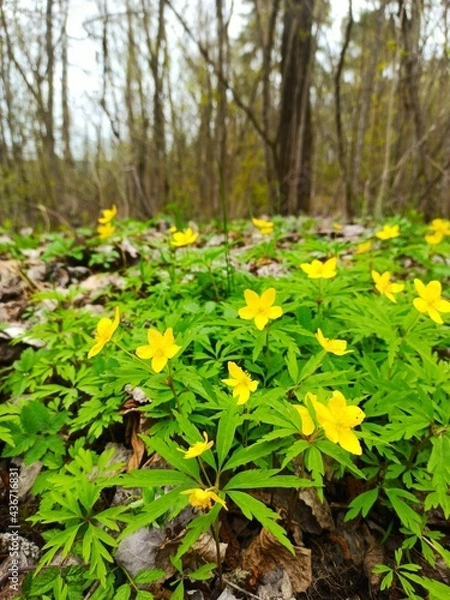 Obraz yellow flowers in the forest