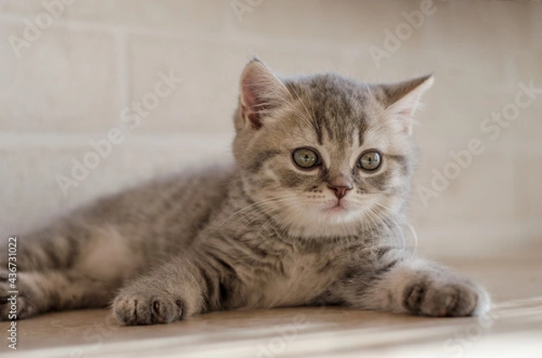Obraz Portrait of a small gray tabby British kitten on a light background. Close-up, blurry background, high key.