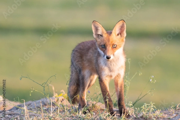 Fototapeta Portrait red fox cub Vulpes vulpes in the habitat