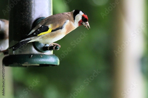 Fototapeta A Goldfinch on a bird feeder