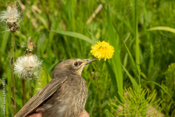 Fototapeta Songbird chick. Down and feathers of a young bird. Russia. Day. Spring.