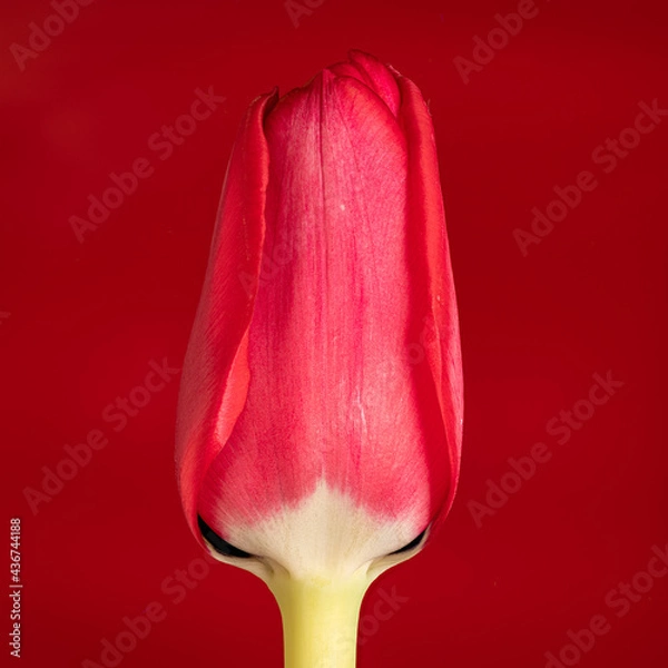 Obraz Red Tulip with red background