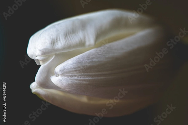 Obraz White Tulip Close Up