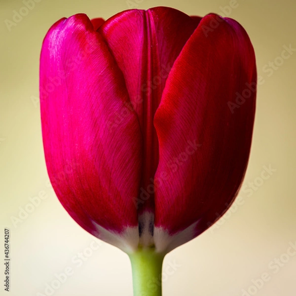 Obraz Red Tulip 