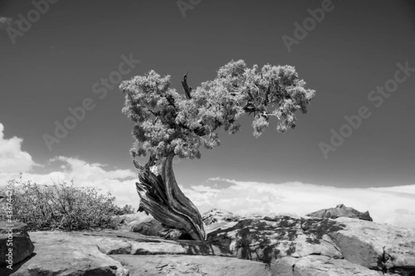 Obraz Twisted Pine Tree in high desert black and white