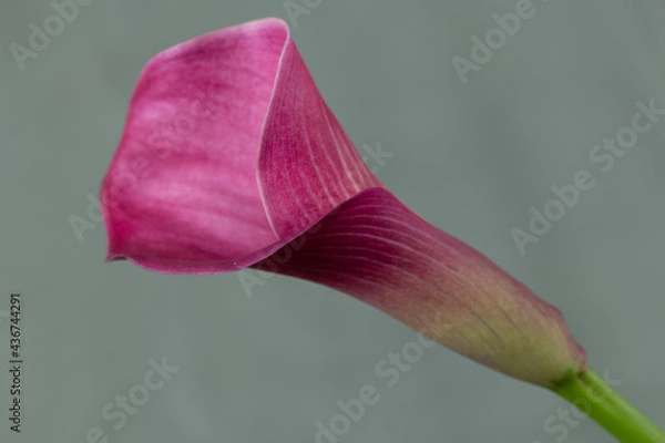 Obraz Pink Calla Lilly