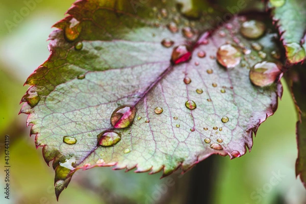 Obraz Rose leaf with water droplets