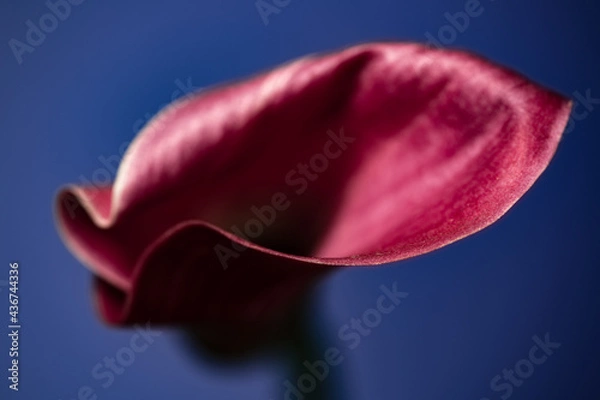 Obraz Pink Calla Lilly Close up with selective focus