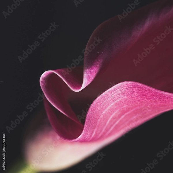 Obraz Pink Calla Lily close up