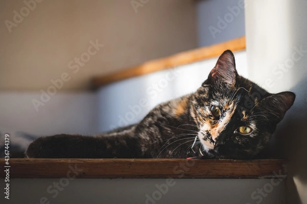 Obraz Tortoise cat lying on the stairs