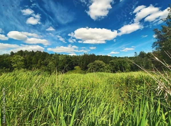 Obraz grass and sky