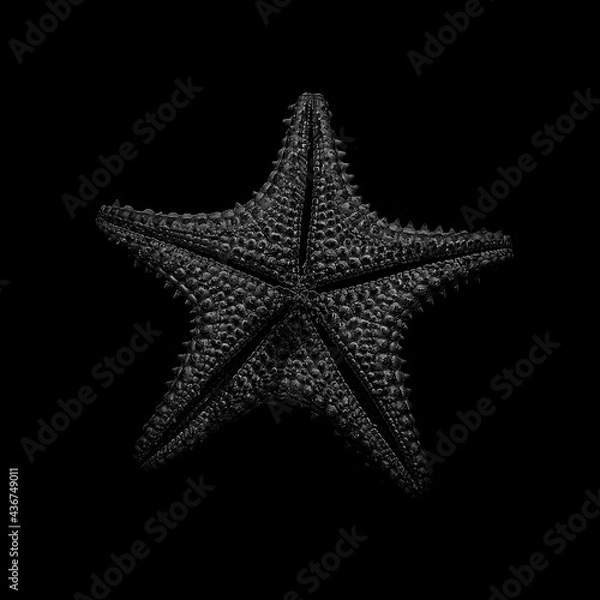 Obraz starfish on black background