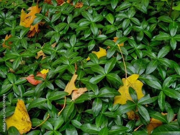 Obraz orange and yellow leaves