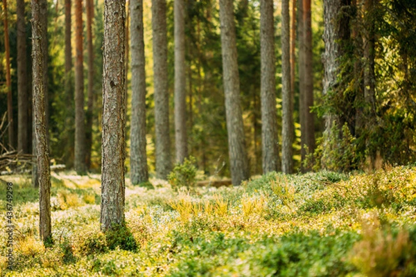 Fototapeta Pine Trees Trunks. Woods In Coniferous Forest. Autumn Pinewood, Evergreen Pines