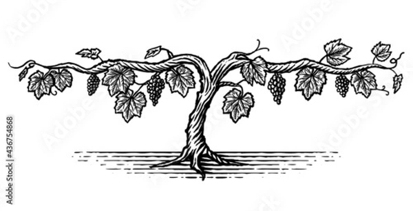 Obraz Hand drawn illustration of a grape vine in a vintage style