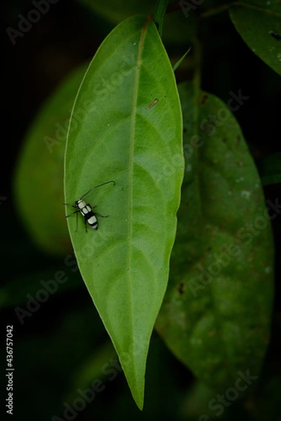 Obraz leaf with water drops