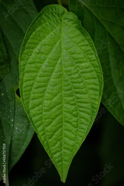 Obraz green leaf background