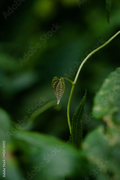 Fototapeta butterfly on a leaf