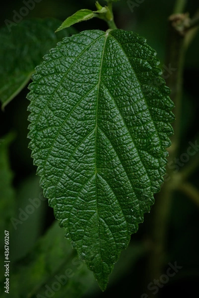 Fototapeta green leaf with drops