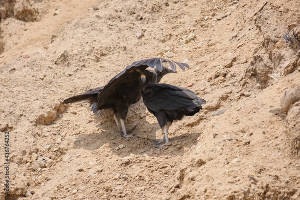 Obraz gallinazos de la huaca rajada