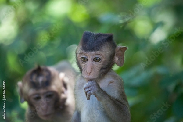 Fototapeta 可愛いサル