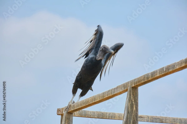 Obraz gallinazos de la huaca rajada