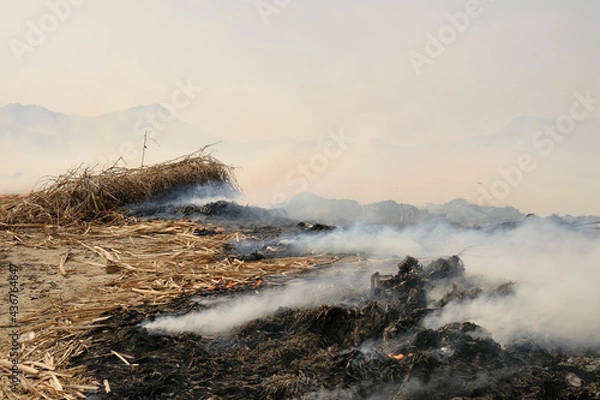 Obraz queme de caña de azucar