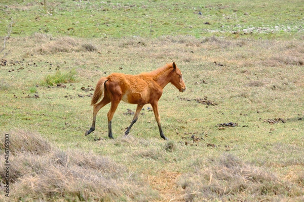Obraz caballos de  jequetepeque
