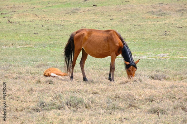 Obraz caballos de  jequetepeque