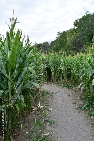 Obraz Dirt path through a corn field maze 