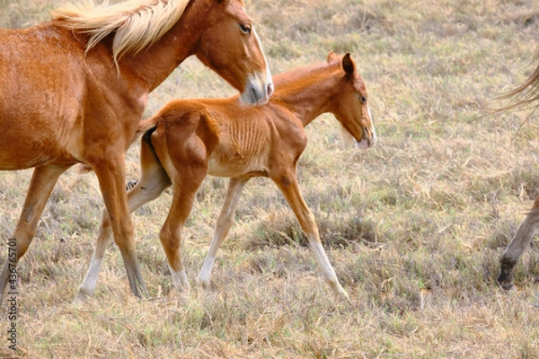 Obraz caballos de  jequetepeque