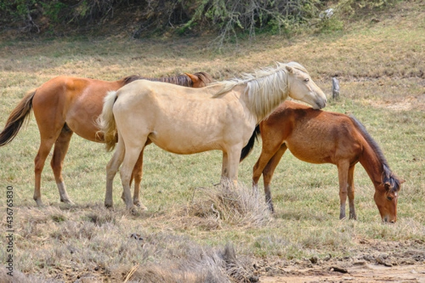 Obraz caballos de  jequetepeque