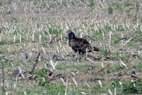 Obraz Turkey Vulture