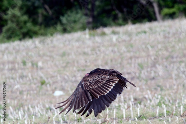 Obraz Turkey Vulture