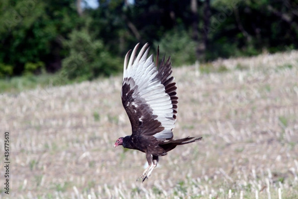 Obraz Turkey Vulture
