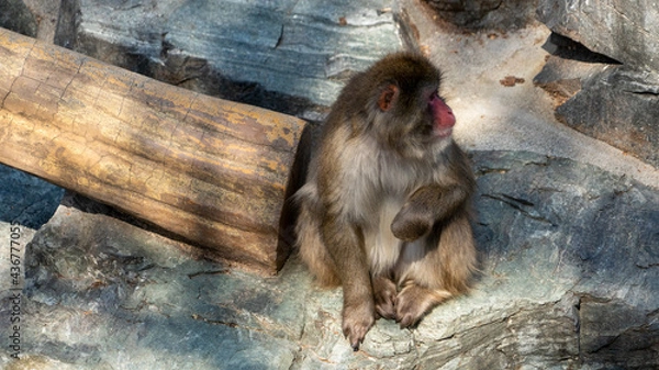 Obraz 飯田市立動物園 長野県