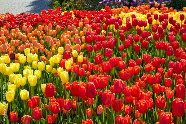 Fototapeta Tulip garden with many colorful flowers in red, yellow, orange, purple and bright green stems