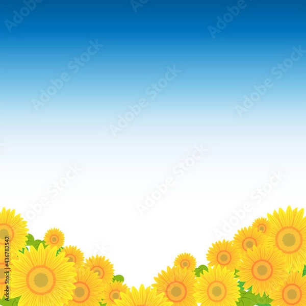Obraz 青空とひまわりの背景素材